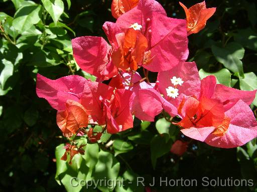 Bougainvillea_ Red 